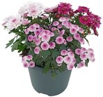 Chrysantheme Trio Pink Cadillac im Angebot bei REWE in Erkrath Chrysantheme Trio Pink Cadillac Angebote bei REWE Erkrath für 2,29 €