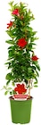 Dipladenia-Pyramide bei Penny im Namborn Prospekt für 11,49 €