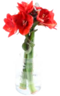 Aktuelle Chrysantheme Angebote bei Marktkauf in Hamburg Aktuelles 2er Amaryllis Angebot bei Marktkauf in Hamburg ab 4,99 €