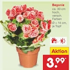 Begonie im Netto Marken-Discount Prospekt Begonie von im aktuellen Netto Marken-Discount Prospekt fĂŒr 3,99 âŹ