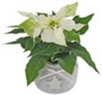 Mini-Weihnachtsstern im Keramik-Übertopf bei Kaufland im Andernach Prospekt für 2,22 €