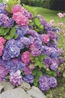 Hortensia en promo chez Carrefour Amiens à 4,70 €