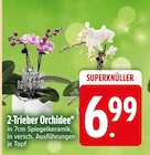 2-Trieber Orchidee im aktuellen EDEKA Prospekt für 6,99 €