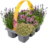Penny - Sommer-Sixpack Angebot im Prospekt Sommer-Sixpack bei Penny im Prospekt "" für 6,99 €