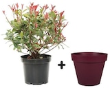 Plante Photinia Fraseri 7L + Pot Toscane coloris Bourgogne Ø 47,5 cm x H. 40 cm à Castorama dans Brochon