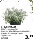 Aktuelles CURRYKRAUT Angebot bei Dehner Garten-Center in Münster ab 3,49 €