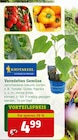 Veredeltes Gemüse im Pflanzen Kölle Prospekt Veredeltes Gemüse von Kiepenkerl im aktuellen Pflanzen Kölle Prospekt für 4,99 €