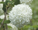 Ma Jardinerie Illzach - Promo Viburnum Boule de Neige Promo Viburnum Boule de Neige à 5,99 € dans le catalogue Ma Jardinerie à Illzach