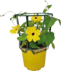 Schwarzäugige Susanne (Thunbergia alata) bei Globus-Baumarkt im Prospekt "" für 5,99 €