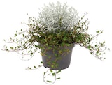 Mühlenbeckia und Stacheldrahtpflanze im Penny Prospekt Mühlenbeckia und Stacheldrahtpflanze von im aktuellen Penny Prospekt für 1,99 €