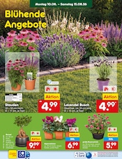 Ähnliche Zitronenbaum Angebote im Prospekt "Aktuelle Angebote" von Netto Marken-Discount in Heidelberg Ähnliche Angebote wie Zitronenbaum im Prospekt "Aktuelle Angebote" auf Seite 46 von Netto Marken-Discount in Heidelberg