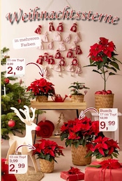 Topf im Garten-Center Nordharz GmbH & Co. KG Prospekt in Braunschweig Aktueller Garten-Center Nordharz GmbH & Co. KG Prospekt mit Topf, "FRÖHLICHE ADVENTSZEIT", Seite 9
