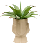 Plante visage agave - Maxi Bazar à Vitry-sur-Seine Plante visage agave en promo chez Maxi Bazar Vitry-sur-Seine à 29,99 €