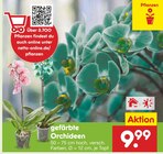 Aktuelle Orchidee Angebote bei Netto Marken-Discount in Bremen Aktuelles gefärbte Orchideen Angebot bei Netto Marken-Discount in Bremen ab 9,99 €
