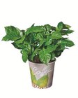 Frucht-/Zierpflanzen im Becher für 3,49 € bei Lidl im Angebot Frucht-/Zierpflanzen im Becher im aktuellen Lidl Prospekt