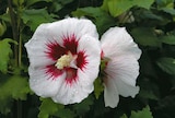 Hagebaumarkt Rostock - Gartenhibiskus Angebot im Prospekt Gartenhibiskus bei Hagebaumarkt im Rostock Prospekt für 12,99 €