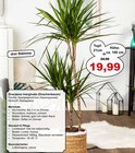 Dracaena marginata Angebote bei Garten-Center Nordharz GmbH & Co. KG Wolfsburg für 19,99 €