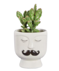 Succulentes en pot magnet dans le catalogue Lidl