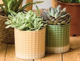 Succulentes - Super U à Amiens Succulentes en promo chez Super U Amiens à 6,99 €