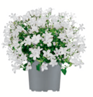 Glockenblume Angebote bei toom Baumarkt Schwerin für 4,99 €