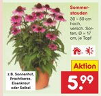 Sommerstauden Angebote bei Netto Marken-Discount Aschaffenburg für 5,99 €