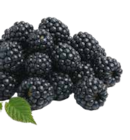 Brombeeren bei Netto mit dem Scottie im Prospekt "" für 1,99 €