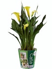 Calla - Lidl à Asnières-sur-Seine Calla en promo chez Lidl Asnières-sur-Seine à 4,49 €