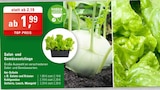 Salat- und Gemüsesetzlinge Angebote bei ZG Raiffeisen Pforzheim für 1,99 €