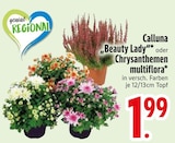 Calluna 'Beauty Lady' im Angebot bei EDEKA in München Calluna 'Beauty Lady' Angebote bei EDEKA München für 1,99 €