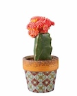 Cactus fleuri en promo chez Lidl Champigny-sur-Marne à 4,99 €
