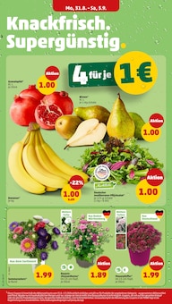 Salat im Penny Prospekt "Wer günstig will, muss Penny." mit 43 Seiten (Mannheim)