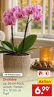 Aktuelle Zimmerpflanzen Angebote bei Netto Marken-Discount in Mannheim Aktuelles Orchidee Angebot bei Netto Marken-Discount in Mannheim ab 6,99 €