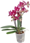Aktuelle Orchidee Angebote bei REWE in Leipzig Aktuelles Tischorchidee Angebot bei REWE in Leipzig ab 7,99 €