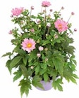 HERBSTANEMONE (ANEMONE JAPONICA) bei OBI im Rödermark Prospekt für 9,99 €