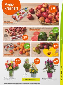 Äpfel im aktuellen tegut Prospekt (Mannheim) Äpfel im tegut Prospekt "tegut… gute Lebensmittel" mit 23 Seiten (Mannheim)