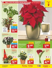 Blumen Angebot & Preis im aktuellen Netto Marken-Discount Prospekt Blumen Angebot im aktuellen Netto Marken-Discount Prospekt auf Seite 13