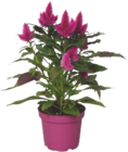 Federbusch "Celosia" für 4,99 € bei tegut im Angebot Federbusch "Celosia" im aktuellen tegut Prospekt