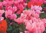 Mini Cyclamen à Gamm Vert dans Chaumont Mini Cyclamen à Gamm Vert dans Chaumont