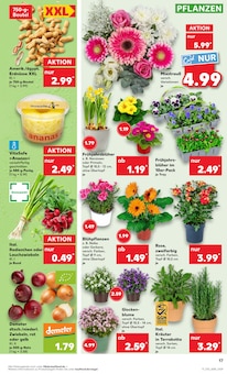 Blumen im Kaufland Prospekt "Aktuelle Angebote" mit 50 Seiten (Wuppertal)