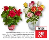 Dipladenia Sandaville Angebote bei Marktkauf Friedrichshafen für 3,99 €
