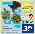 Sedum im Tontopf 'Deep Rose' im ALDI SÜD Prospekt Sedum im Tontopf 'Deep Rose' von Gardenline im aktuellen ALDI SÜD Prospekt für 3,99 €