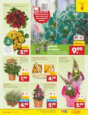 Ähnliche Angebote wie Kakteen im Prospekt "Aktuelle Angebote" auf Seite 7 von Netto Marken-Discount in Bremerhaven