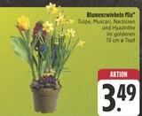 Blumenzwiebeln Mix Angebote bei E center Zwickau für 3,49 €