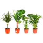 Plantes vertes en promo chez Carrefour Drancy à 5,89 €