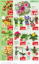 Aktueller Kaufland Prospekt mit Orchidee, "KNÜLLER", Seite 32