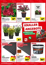 Gartenerde im Hagebaumarkt Prospekt in Regensburg Aktueller Hagebaumarkt Prospekt mit Gartenerde, "KNALLERANGEBOTE", Seite 4