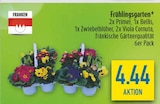 Frühlingsgarten bei diska im Rodewisch Prospekt für 4,44 €