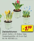 toom Baumarkt Nittenau Prospekt mit  im Angebot für 1,99 €