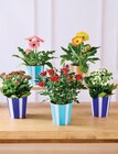 Plantes fleuries - Super U à Istres Plantes fleuries en promo chez Super U Istres à 4,99 €