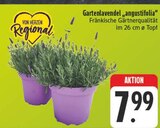 Gartenlavendel 'angustifolia' im Angebot bei EDEKA in Fürth Gartenlavendel 'angustifolia' Angebote bei EDEKA Fürth für 7,99 €